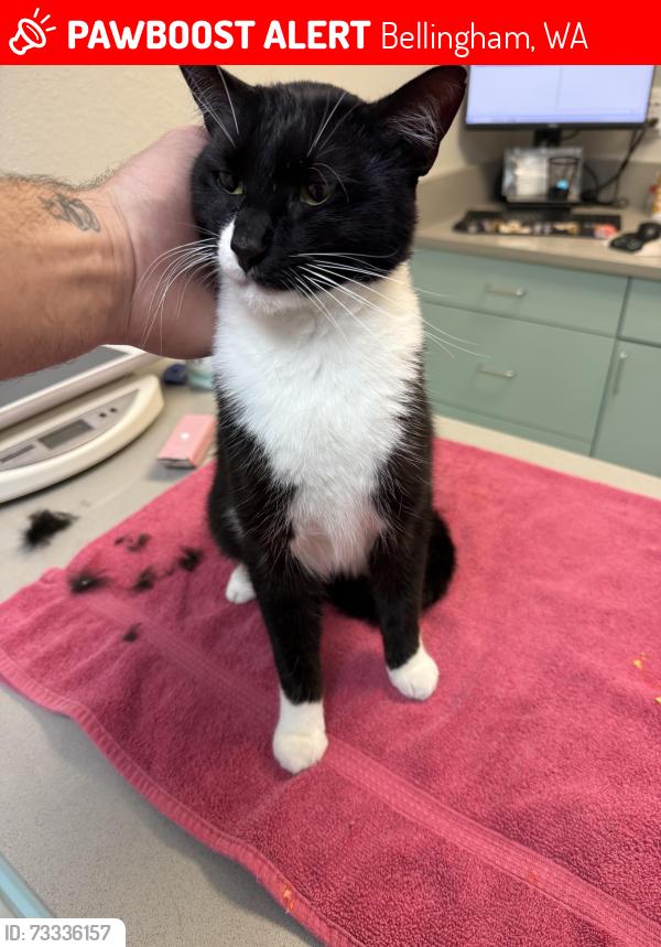 Lost Male Cat last seen Carrington way and Barkley, Bellingham, WA 98226