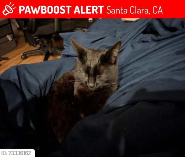 Lost Female Cat last seen eastwood,woodbridge, Santa Clara, CA 95050
