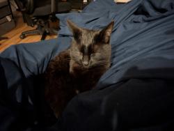 Lost Female Cat last seen eastwood,woodbridge, Santa Clara, CA 95050
