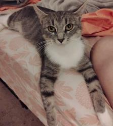 Reunited Female Cat last seen Timbermill, Fort Wayne, IN 46804