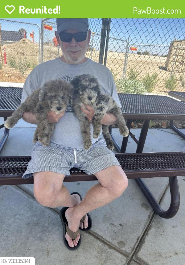 Reunited Male Dog last seen Orpheus Ave. And Union St., Encinitas, CA 92024