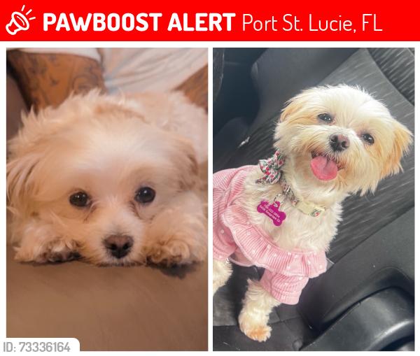 Lost Female Dog last seen Off of morningside blvd near Southport middle school, Port St. Lucie, FL 34952