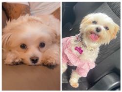 Lost Female Dog last seen Off of morningside blvd near Southport middle school, Port St. Lucie, FL 34952
