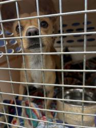 Found/Stray Unknown Dog last seen Corner of 38th Ave and Carrington, Oakland, CA 94601