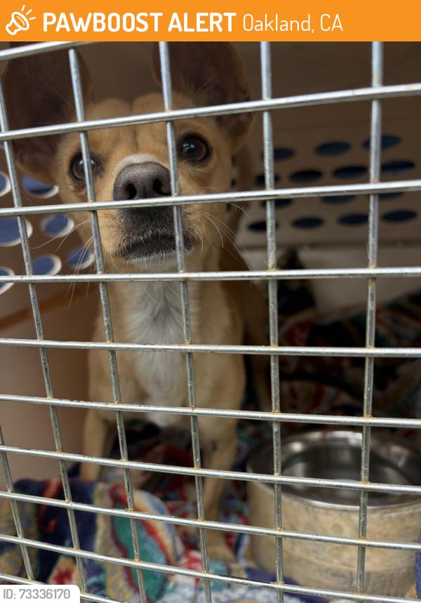 Found/Stray Unknown Dog last seen Corner of 38th Ave and Carrington, Oakland, CA 94601