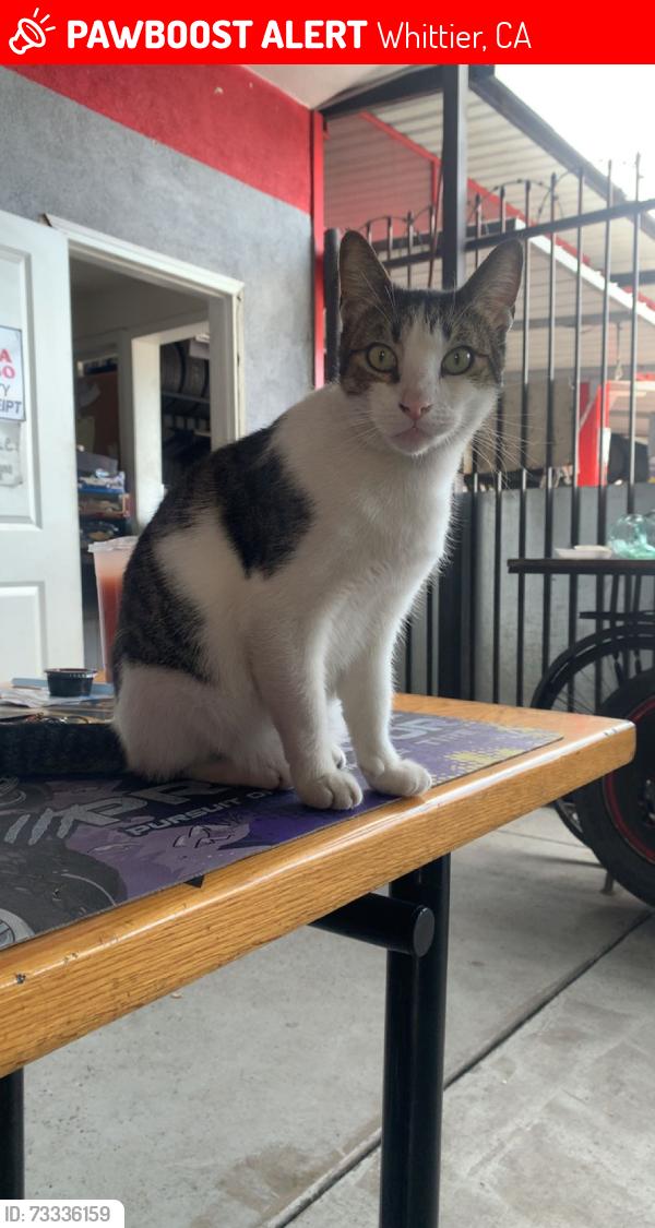 Lost Male Cat last seen Bonavista Ln., Whittier, CA 90604
