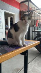 Lost Male Cat last seen Bonavista Ln., Whittier, CA 90604