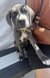 Found/Stray Male Dog last seen El Segundo Blvd and Jefferson Ave, Hawthorne, CA 90250