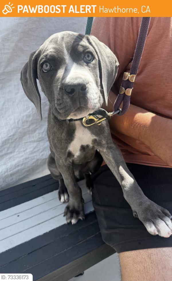 Found/Stray Male Dog last seen El Segundo Blvd and Jefferson Ave, Hawthorne, CA 90250