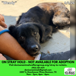 Shelter Stray Female Dog last seen , 3307 S Eisenhower Pkwy, Denison, TX 75020, USA
