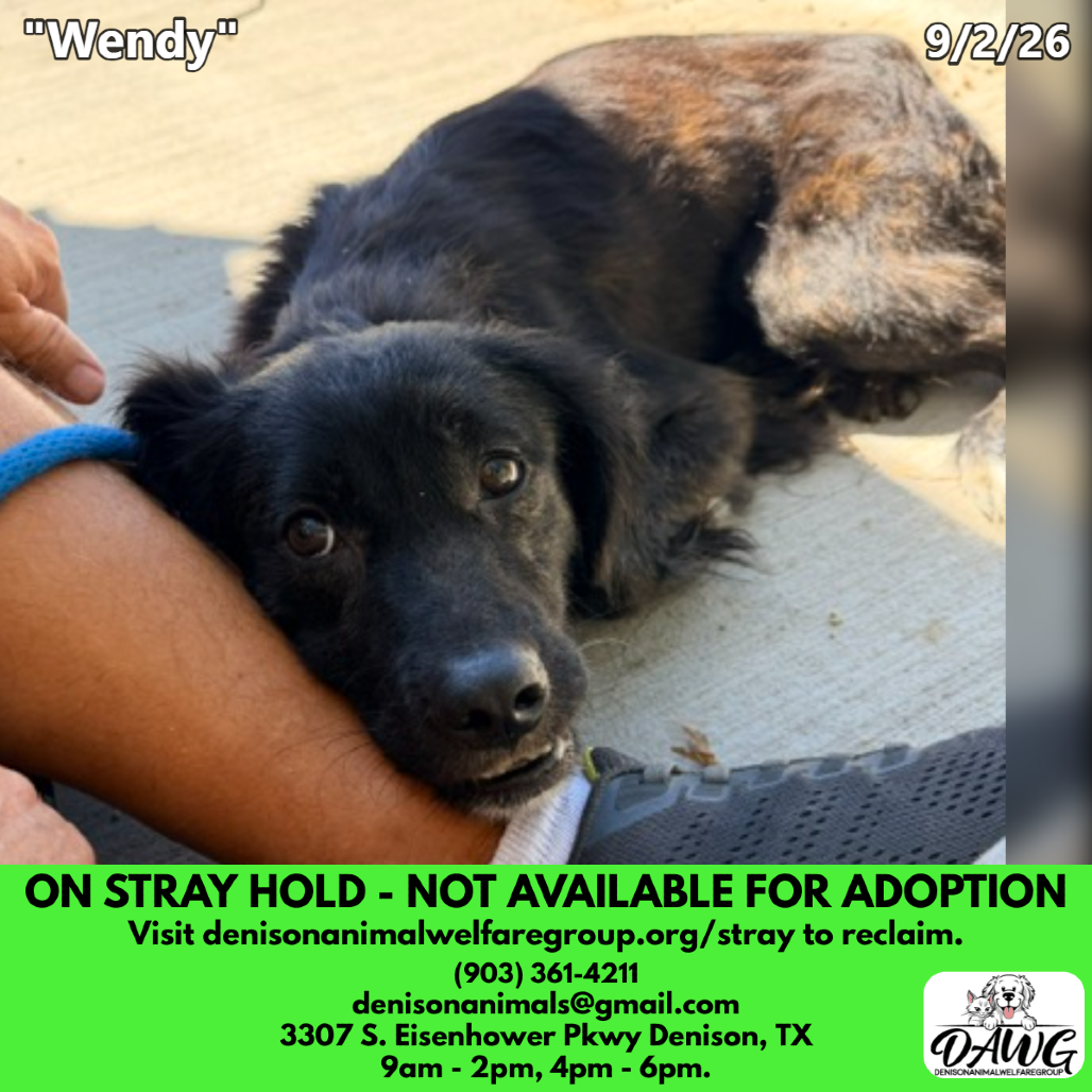 Shelter Stray Female Dog last seen , 3307 S Eisenhower Pkwy, Denison, TX 75020, USA