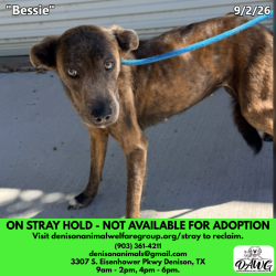Shelter Stray Female Dog last seen , 3307 S Eisenhower Pkwy, Denison, TX 75020, USA