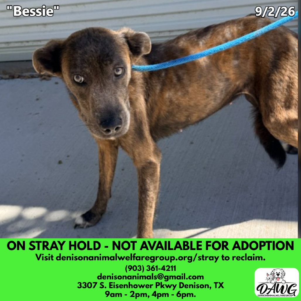 Shelter Stray Female Dog last seen , 3307 S Eisenhower Pkwy, Denison, TX 75020, USA