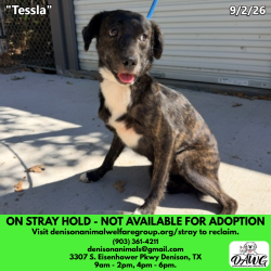 Shelter Stray Female Dog last seen , 3307 S Eisenhower Pkwy, Denison, TX 75020, USA