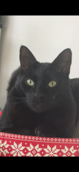 Lost Male Cat last seen Near Rebel Way, San Jose, CA 95118