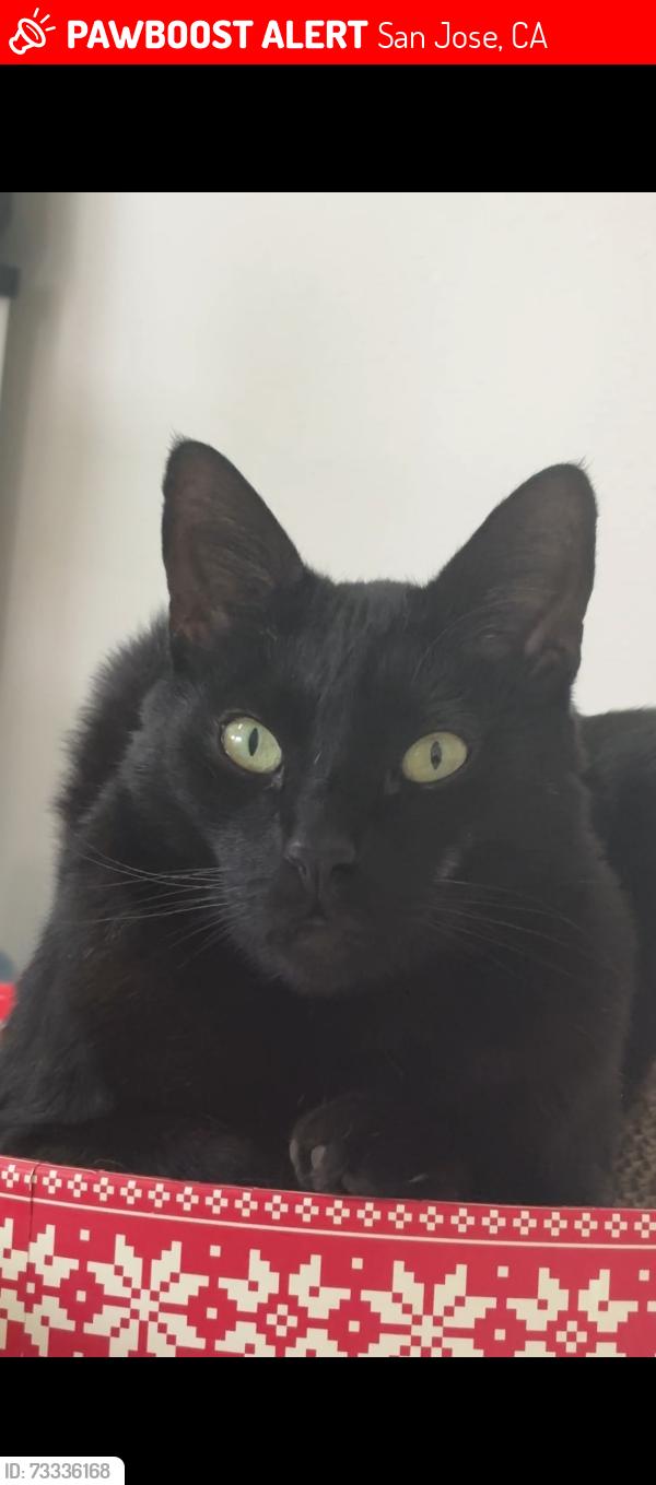 Lost Male Cat last seen Near Rebel Way, San Jose, CA 95118