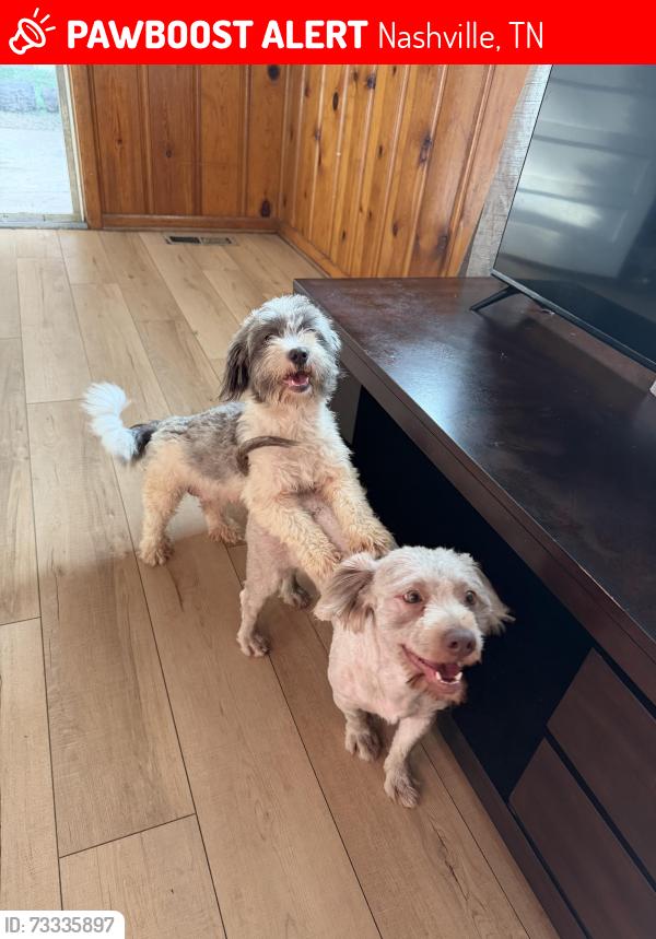Lost Male Dog last seen Near Edmondson pike, Nashville, TN 37211