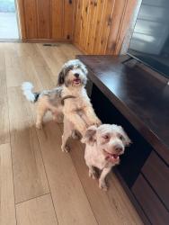 Lost Male Dog last seen Near Edmondson pike, Nashville, TN 37211