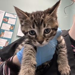Shelter Stray Male Cat last seen , 2608 Center St, Tacoma, WA 98409, USA