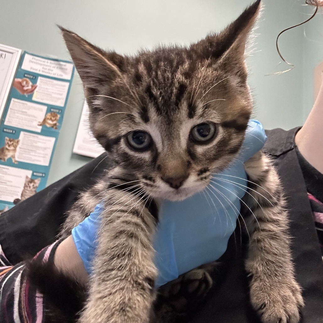 Shelter Stray Male Cat last seen , 2608 Center St, Tacoma, WA 98409, USA