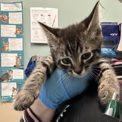 Shelter Stray Male Cat last seen , 2608 Center St, Tacoma, WA 98409, USA