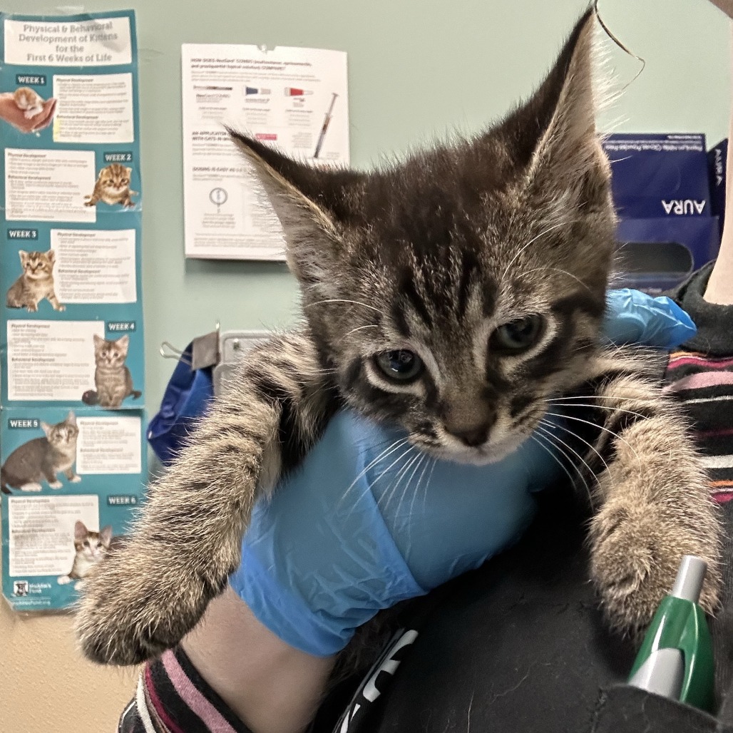 Shelter Stray Male Cat last seen , 2608 Center St, Tacoma, WA 98409, USA