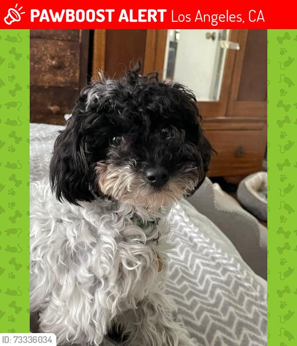 Lost Female Dog last seen Shadow Hills/Sunland, CA, Los Angeles, CA 91040