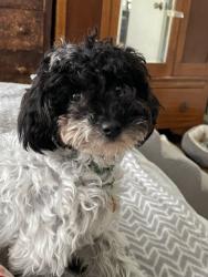 Lost Female Dog last seen Shadow Hills/Sunland, CA, Los Angeles, CA 91040
