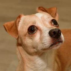 Shelter Stray Male Dog last seen , 3173 K-68 Hwy, Ottawa, KS 66067, USA