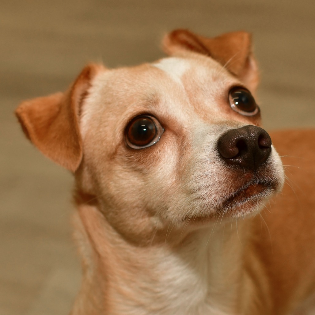 Shelter Stray Male Dog last seen , 3173 K-68 Hwy, Ottawa, KS 66067, USA