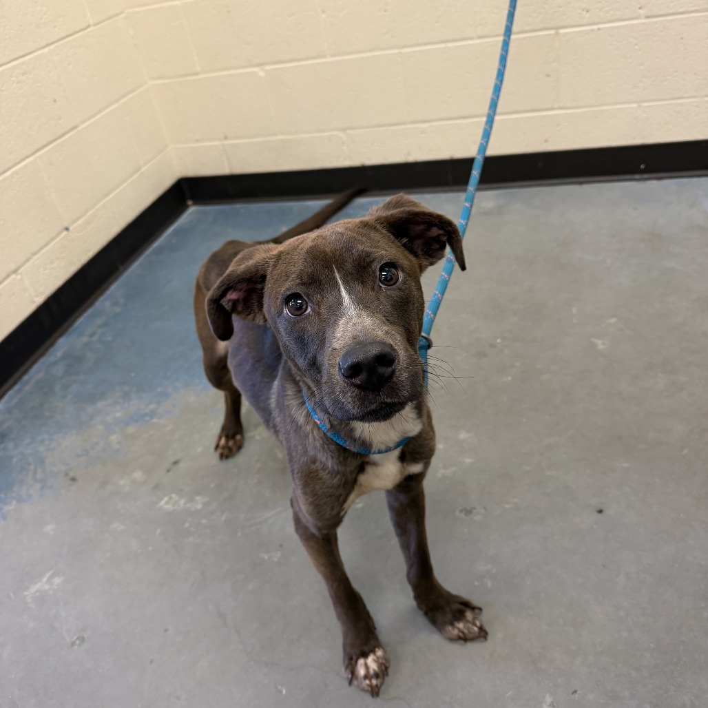 Shelter Stray Male Dog last seen , 2350 Appling City Cove, Memphis, TN 38133, USA