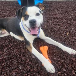 Shelter Stray Male Dog last seen , 328 Furman Hall Rd, Greenville, SC 29609, USA