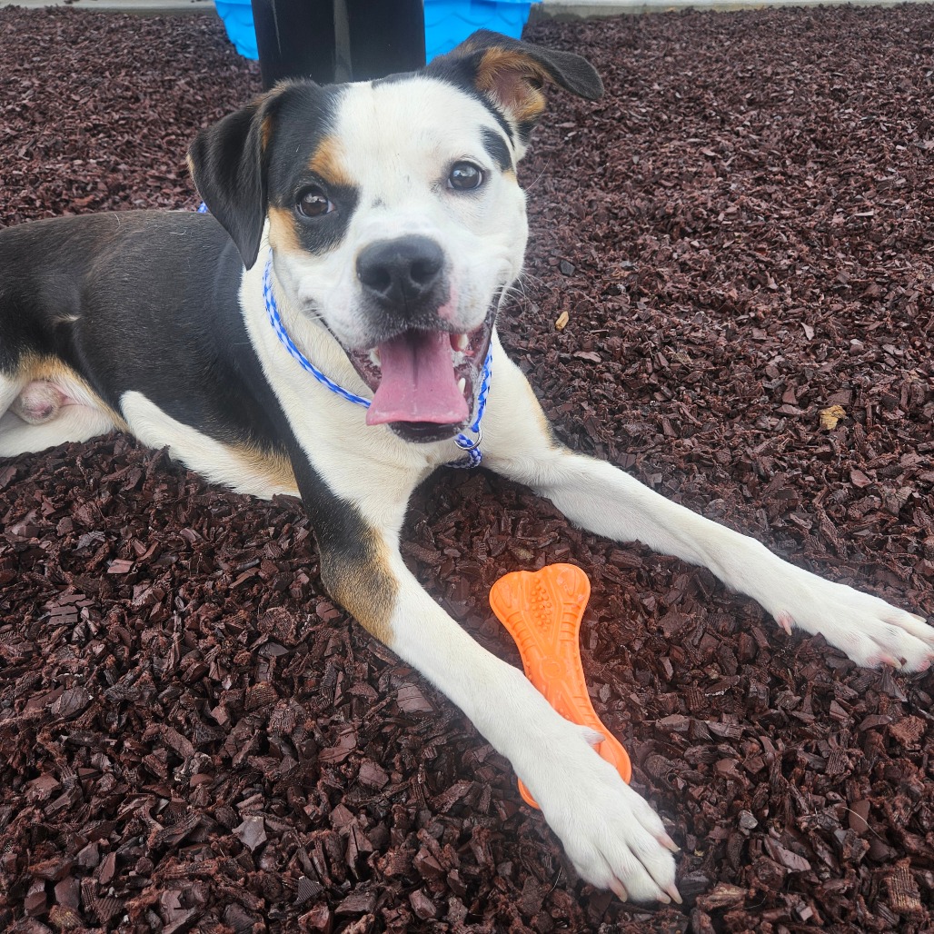 Shelter Stray Male Dog last seen , 328 Furman Hall Rd, Greenville, SC 29609, USA