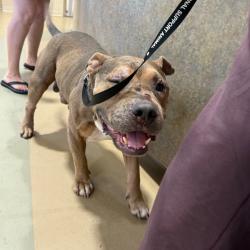 Shelter Stray Male Dog last seen , 5570 Sturmer Park Cir, Winston-Salem, NC 27105, USA