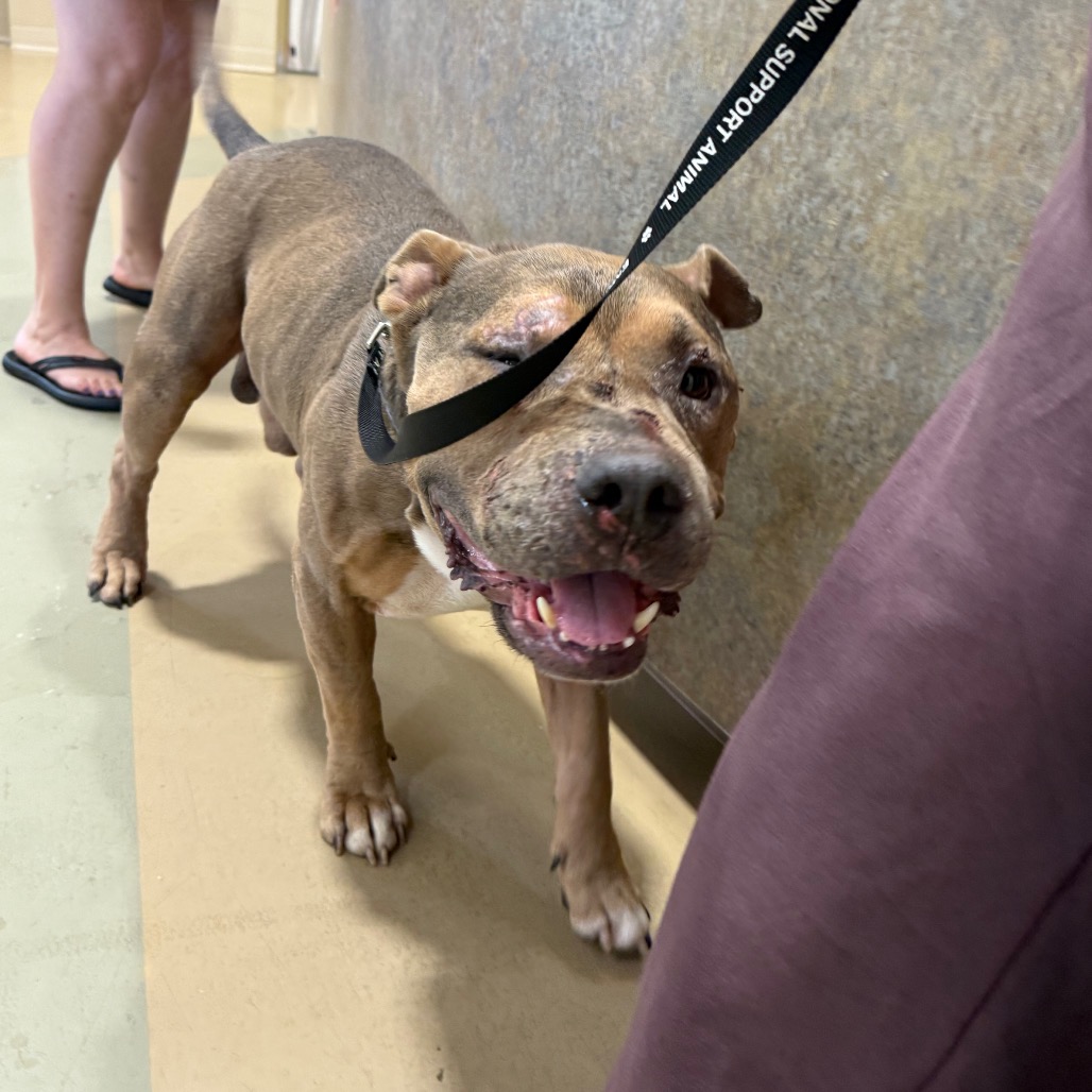 Shelter Stray Male Dog last seen , 5570 Sturmer Park Cir, Winston-Salem, NC 27105, USA