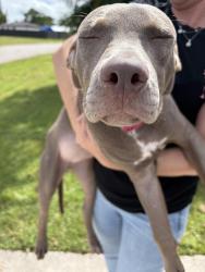 Found/Stray Female Dog last seen port saint lucie, Port St. Lucie, FL 34986