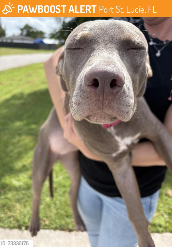Found/Stray Female Dog last seen port saint lucie, Port St. Lucie, FL 34986