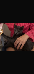 Lost Male Cat last seen Glydon road area, Greater London, England 