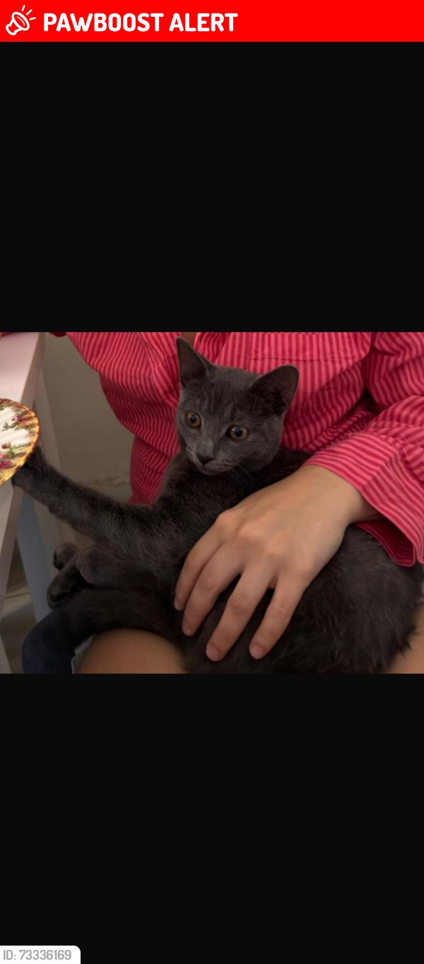 Lost Male Cat last seen Glydon road area, Greater London, England 