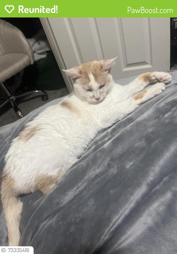 Reunited Female Cat last seen ironwood and ocotillo, Paloma Ranch neighborhood, San Tan Valley, AZ 85140
