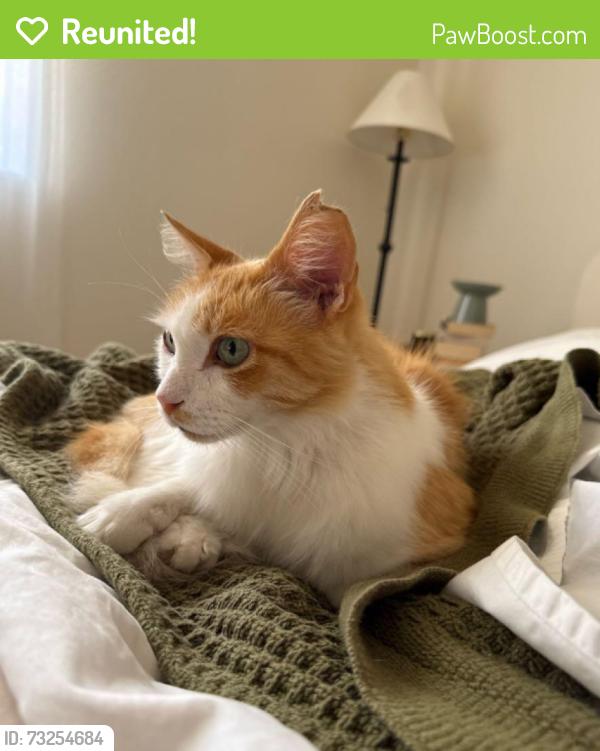 Reunited Male Cat last seen Near Torres Dr. and Imperial Dr. in Glendale, CA, Glendale, CA 91207