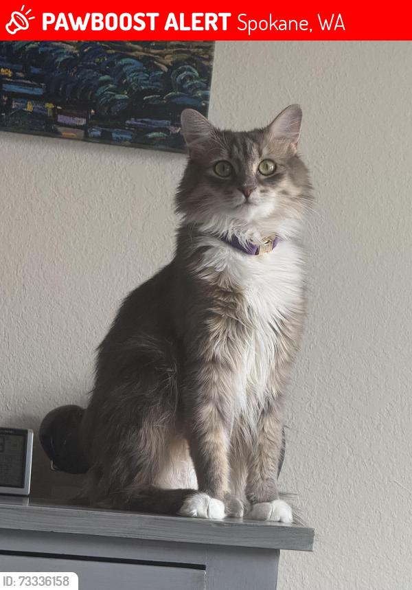 Lost Female Cat last seen Monroe and Holyoak, Spokane, WA 99208