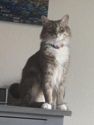 Lost Female Cat last seen Monroe and Holyoak, Spokane, WA 99208
