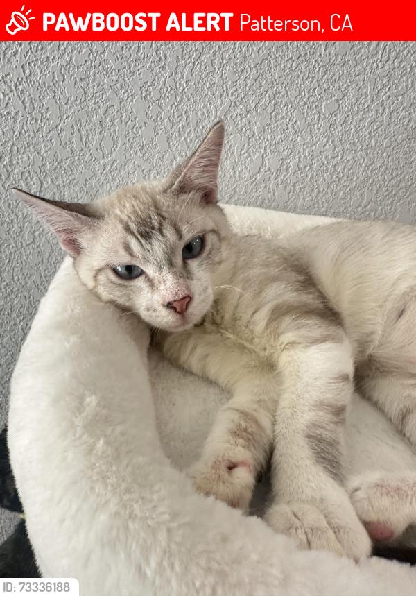 Lost Male Cat last seen Parkway Rd, Patterson, CA 95363
