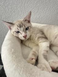 Lost Male Cat last seen Parkway Rd, Patterson, CA 95363