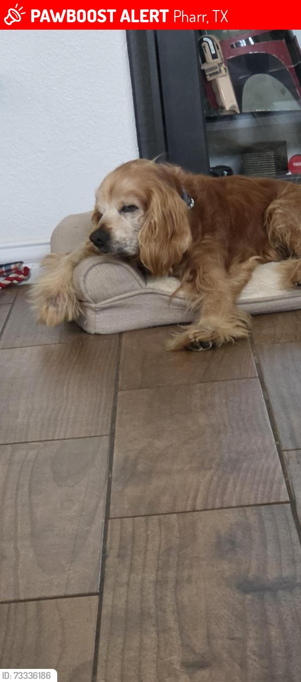 Lost Male Dog last seen Blanca ln & w Albatross st, Pharr, TX 78577