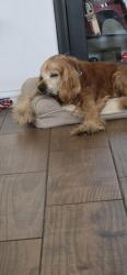 Lost Male Dog last seen Blanca ln & w Albatross st, Pharr, TX 78577