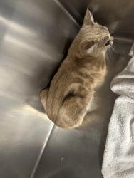 Found/Stray Female Cat last seen 17th st, Santa Ana, CA 92705
