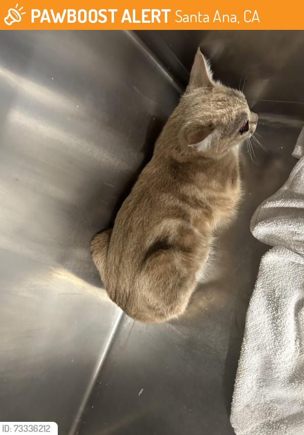 Found/Stray Female Cat last seen 17th st, Santa Ana, CA 92705