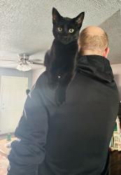 Lost Male Cat last seen Murrieta CA, Murrieta, CA 92562
